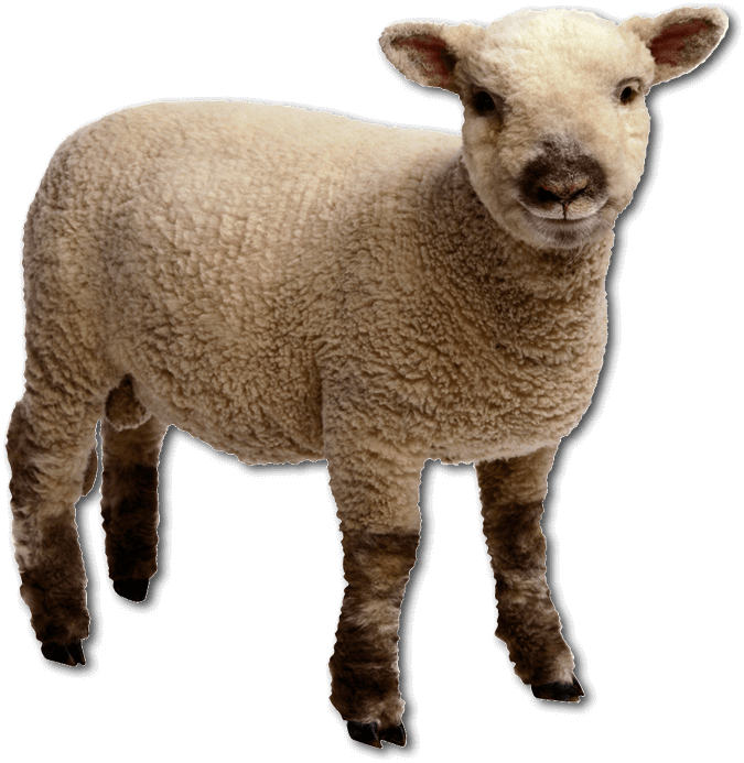 easter-banner-2019-parts_0001_sheep.png