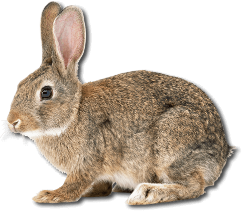 easter-banner-2019-parts_0002_bunny-grey.png
