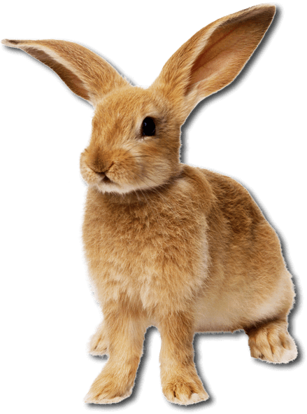 easter-banner-2019-parts_0003_bunny-ginger.png